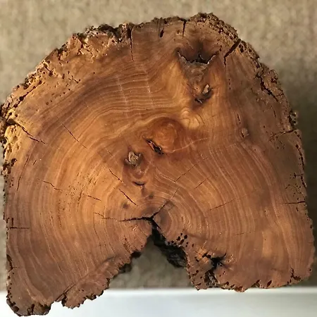 招待所 Zn 维达古